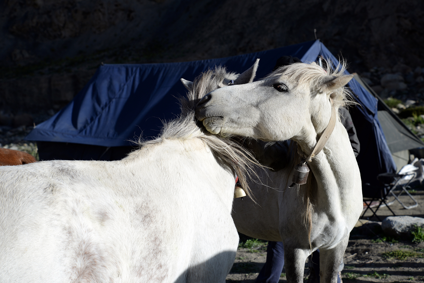  Horse tenderness  